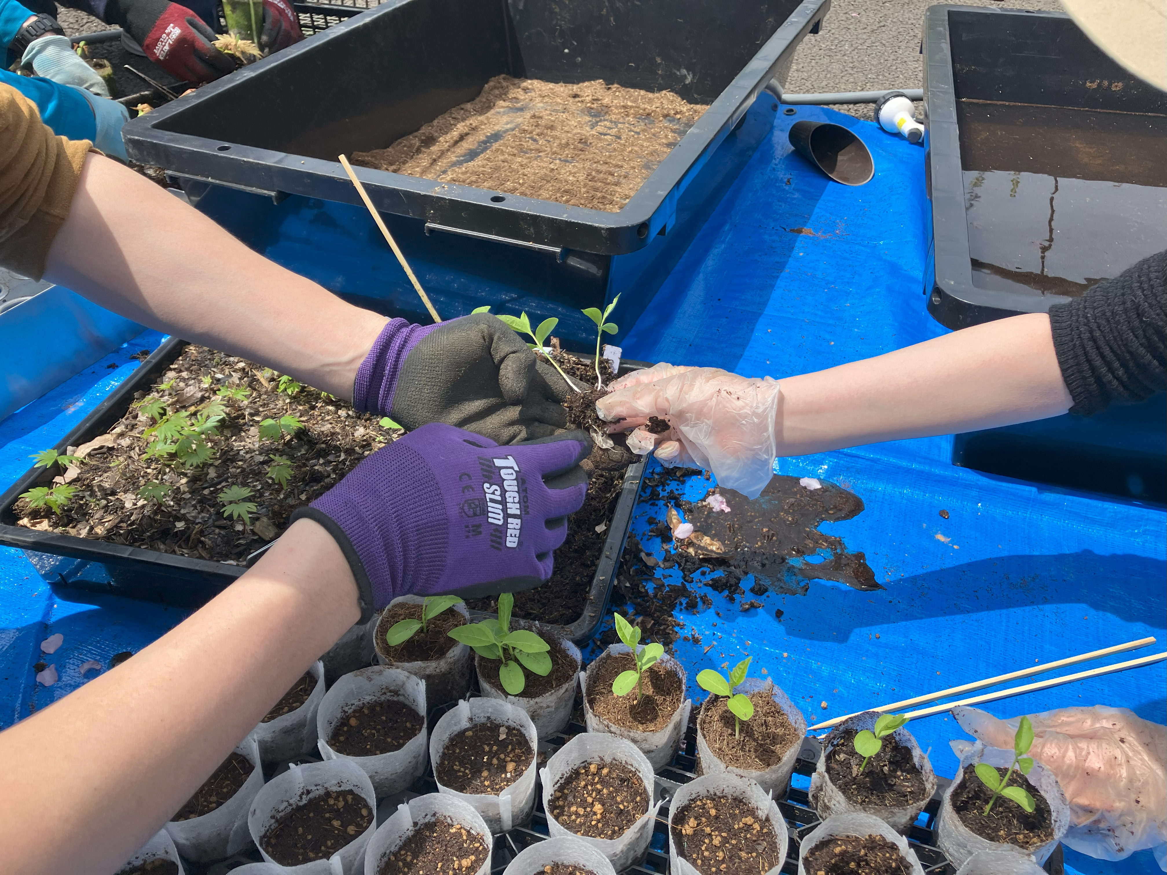 成長したサワシバ