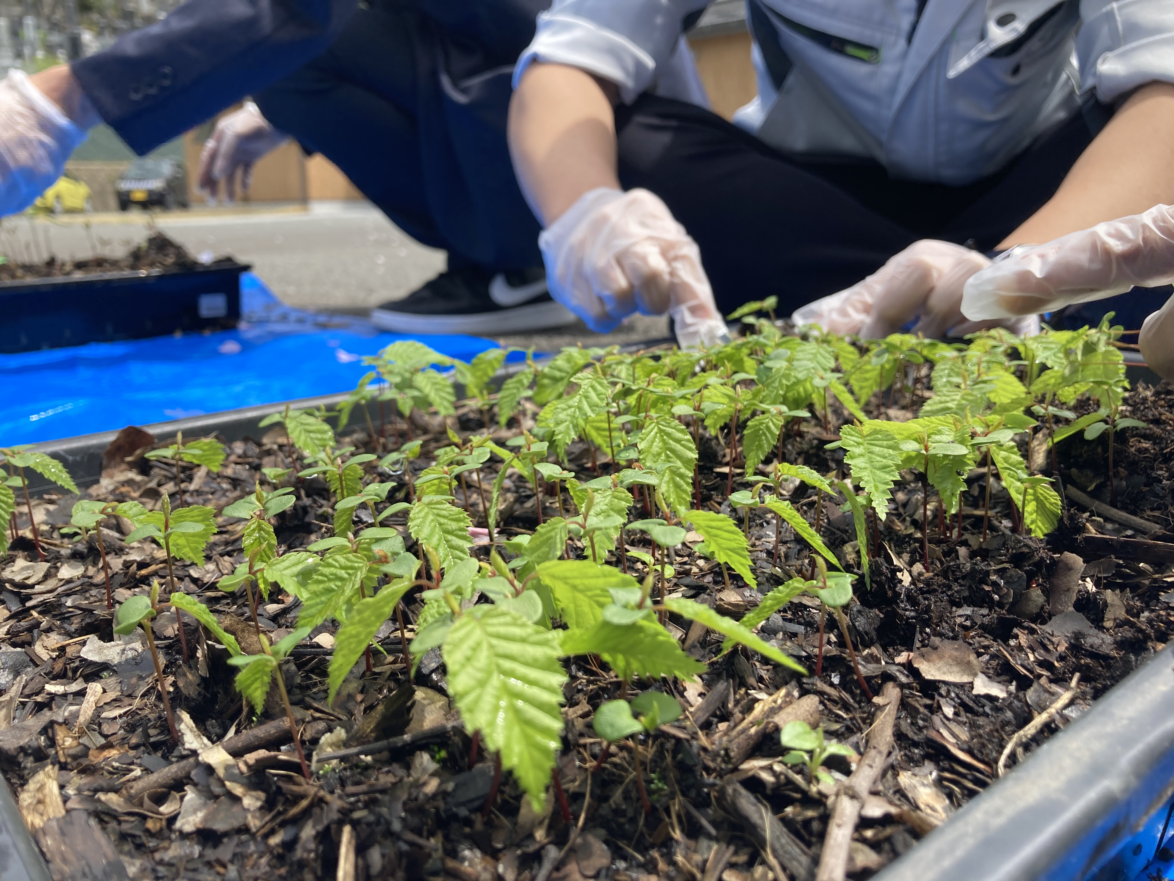 小さな鉢で森づくり